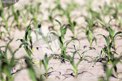 Image of green corn. Spring 