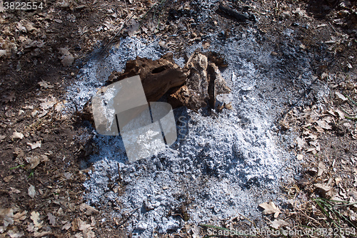 Image of burned tree root