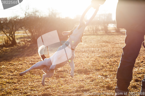 Image of Woman playing with dog