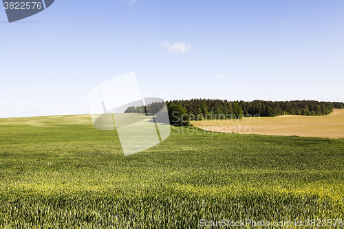 Image of field with cereals  