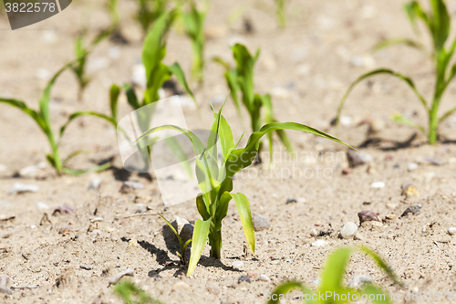 Image of young sprout of corn 