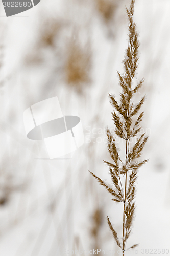 Image of grass seed in winter  