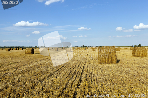 Image of haystacks  after harvesting 