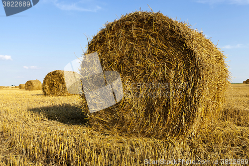 Image of haystacks straw , cereal