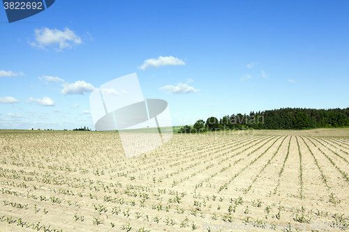 Image of Corn field, summer  