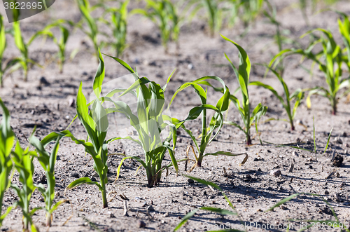 Image of Field of green corn  