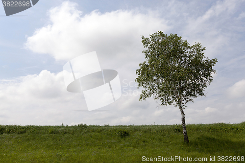 Image of tree on a hill  