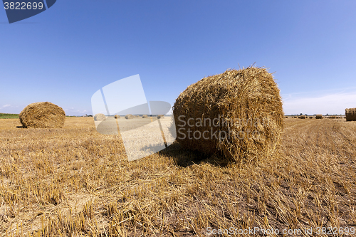 Image of Stack of straw 