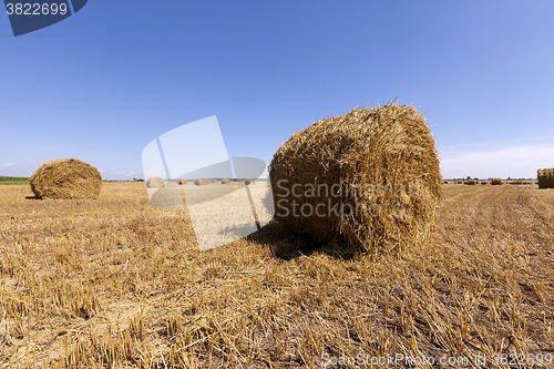 Image of Stack of straw 