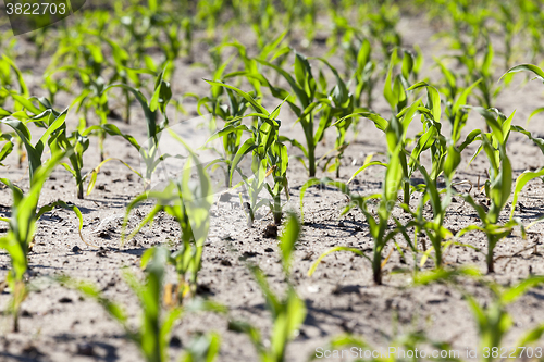 Image of agricultural field with corn 