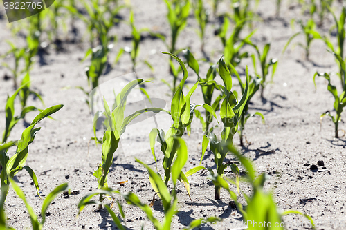 Image of corn field. close-up 