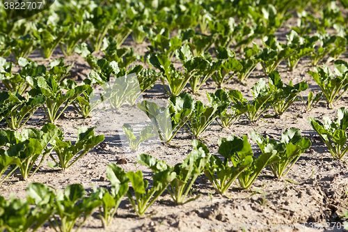 Image of  field with beetroot - 