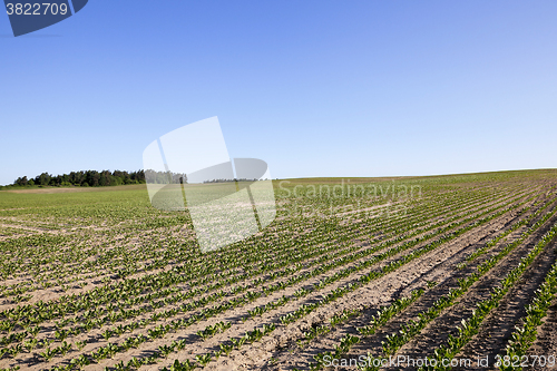 Image of beetroot sprouts,  spring 