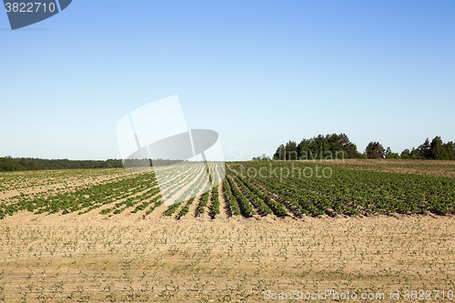 Image of potato field, spring 