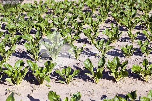 Image of  field with beetroot - 