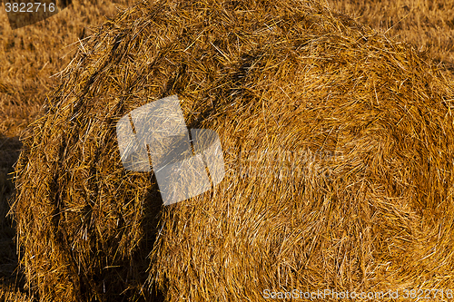 Image of  after wheat harvesting