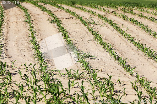 Image of corn field. close-up  