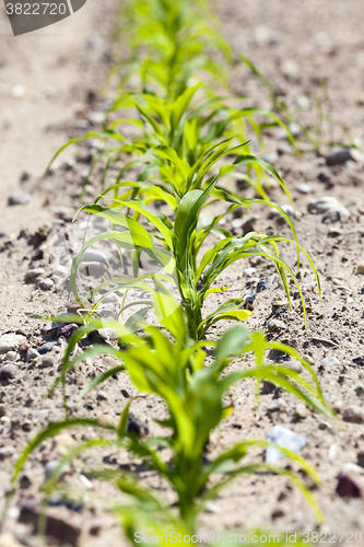 Image of Field with corn 