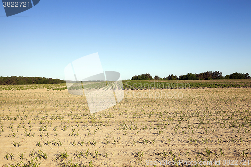 Image of potato field, spring  