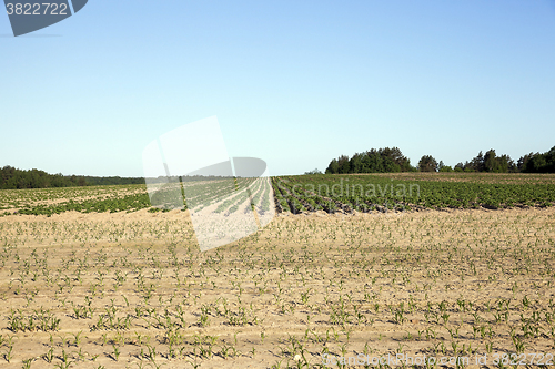 Image of potato field, spring  