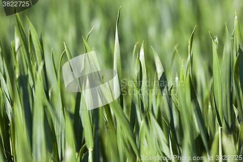 Image of Leaves of wheat. close-up  