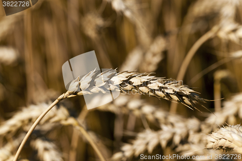 Image of ripened cereals   ,  field  