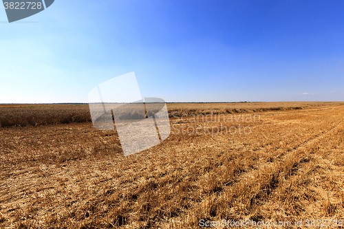 Image of   harvest of cereals