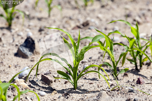 Image of Field with corn  