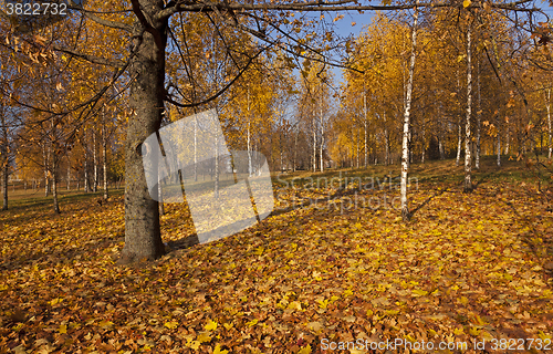 Image of the autumn wood  