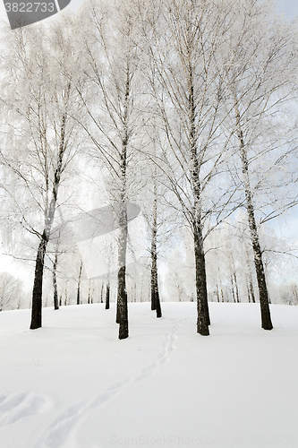 Image of   trees winter season.