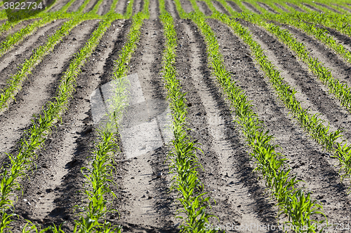 Image of corn field. Spring  