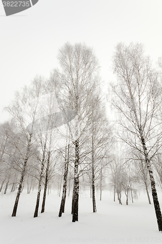 Image of winter trees, close up