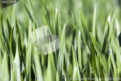 Image of Leaves of wheat. close-up  