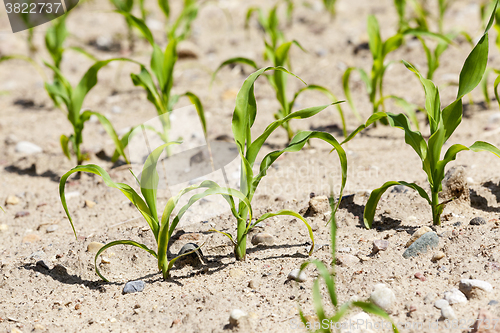 Image of young sprout of corn 