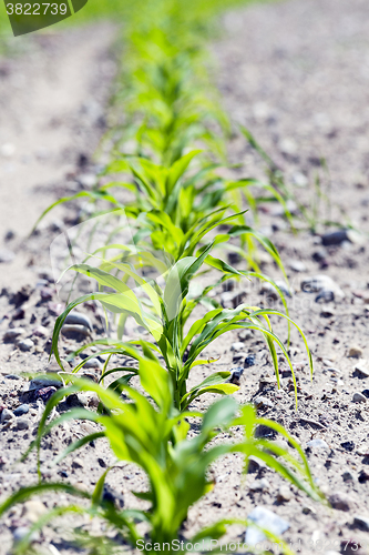 Image of young sprout of corn 