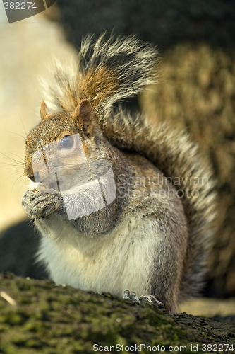 Image of Squirrel