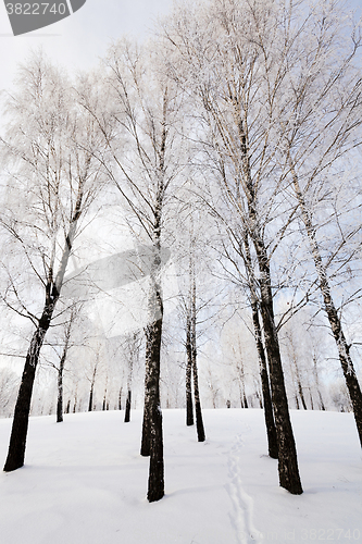 Image of   trees winter season.