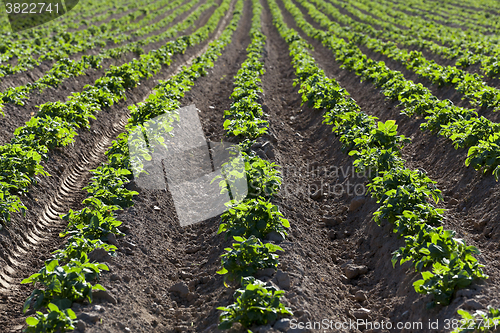 Image of potato field. close-up  