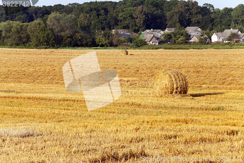 Image of  after wheat harvesting