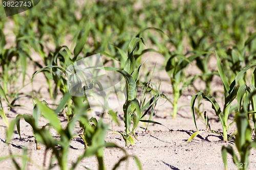 Image of corn field. Spring  