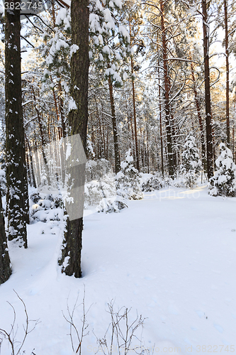 Image of   trees winter season.