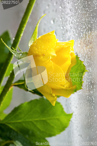 Image of 