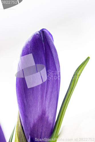 Image of 