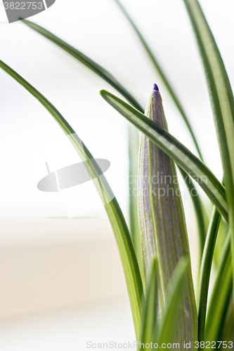 Image of 