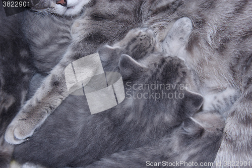 Image of cat with kittens of Scottish Straight 