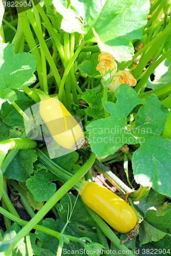 Image of ripe yellow zucchini in the garden