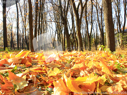 Image of Autumn park with trees and leaves