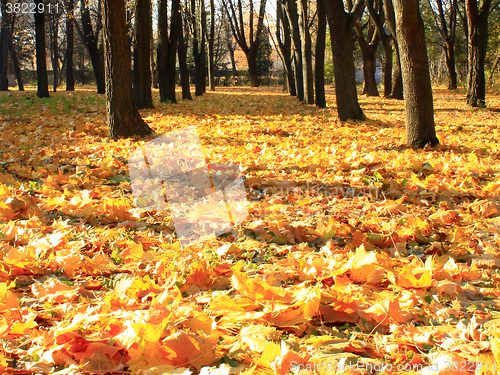 Image of Autumn park with trees and leaves