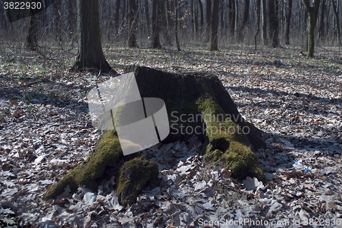 Image of old tree stump