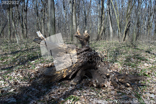 Image of old tree root